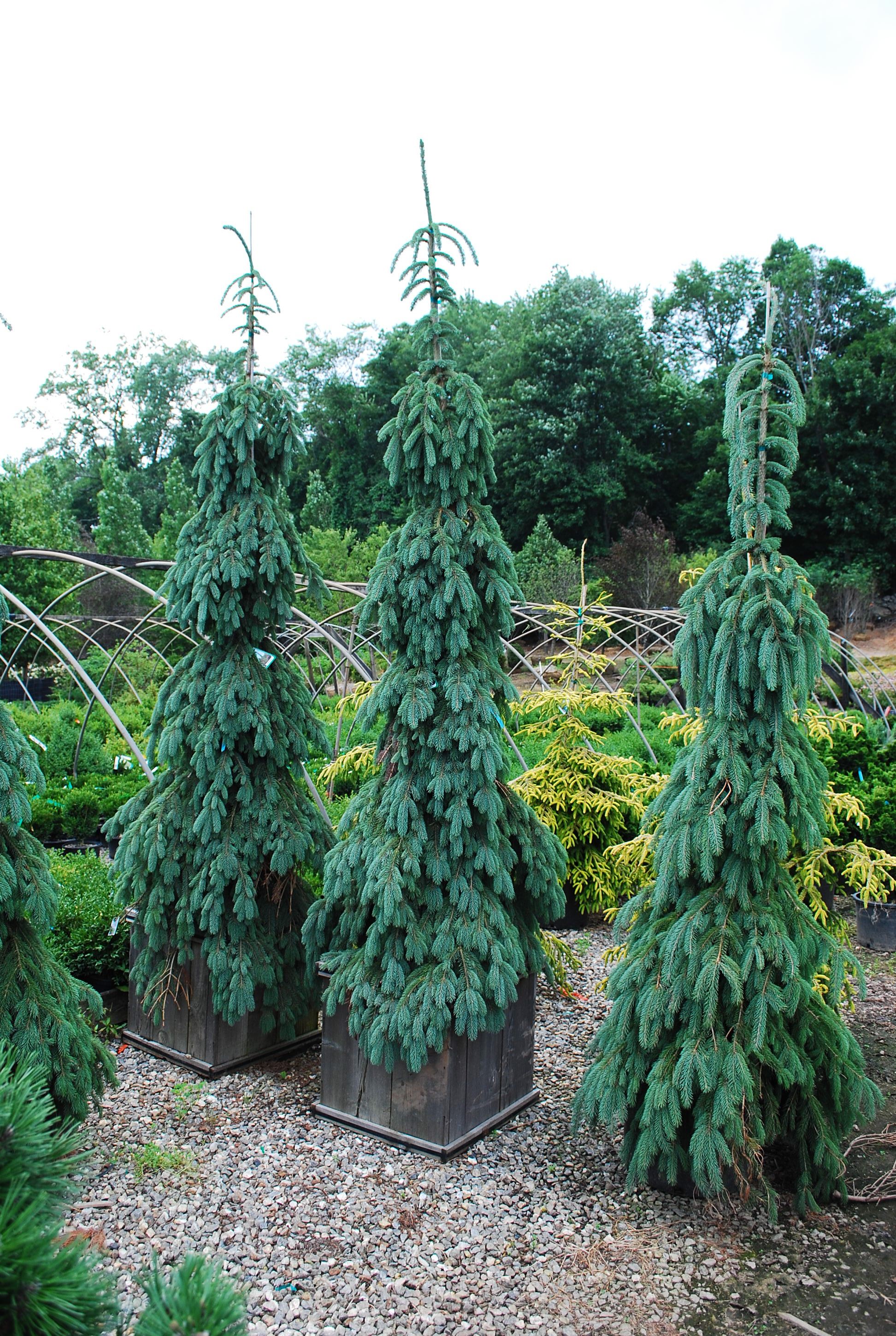 Specialty Conifers Planters' Choice